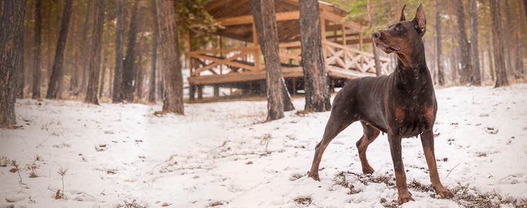 How to Train a Doberman to Track How to Train a Doberman to Track
